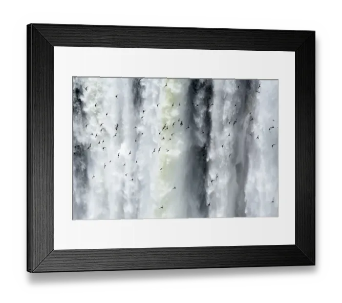 Framed Print : Argentina, Misiones, Iguazu National Park. Birds fly in flocks in front of the impressive Iguazu waterfalls - A world Framed Print : Argentina, Misiones, Iguazu National Park. Birds fly in flocks in front of the impressive Iguazu waterfalls - A world