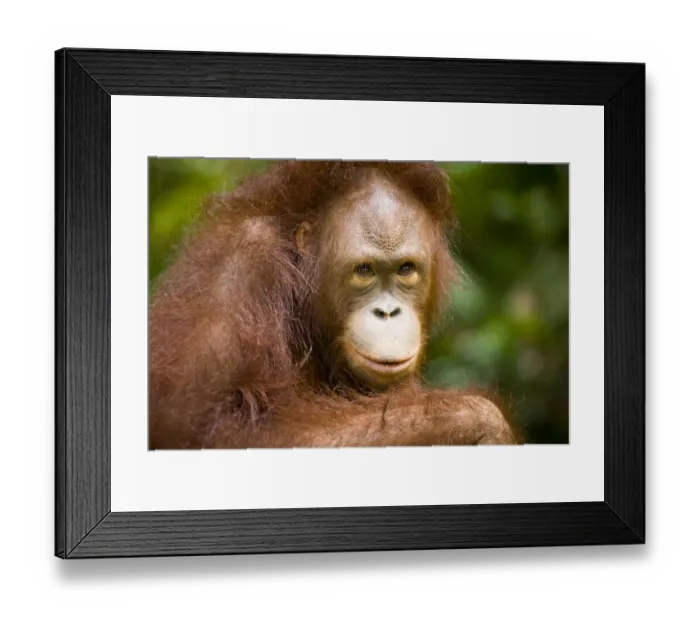 Framed Print : Sabah Malaysia, Borneo, Orang Utan Framed Print : Sabah Malaysia, Borneo, Orang Utan