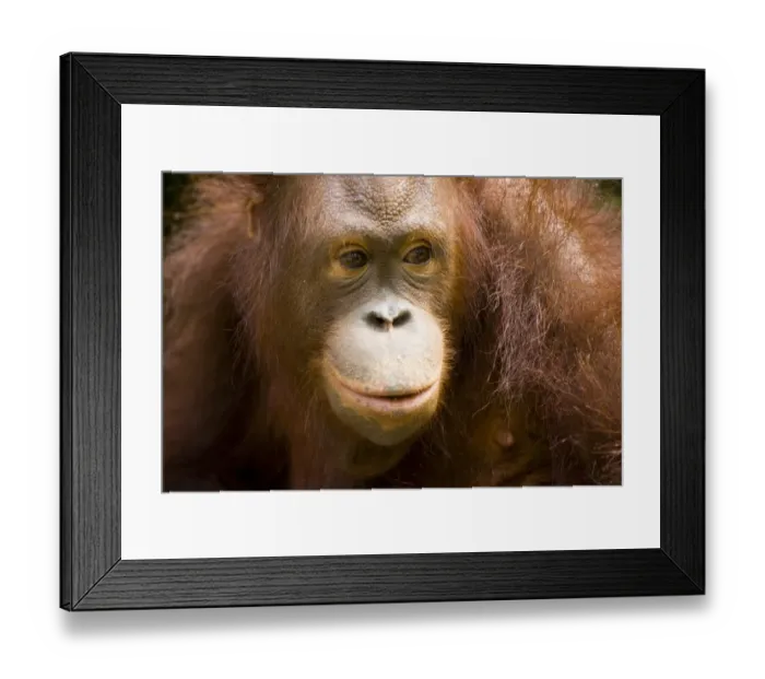 Framed Print : Sabah Malaysia, Borneo, Orang Utan Framed Print : Sabah Malaysia, Borneo, Orang Utan
