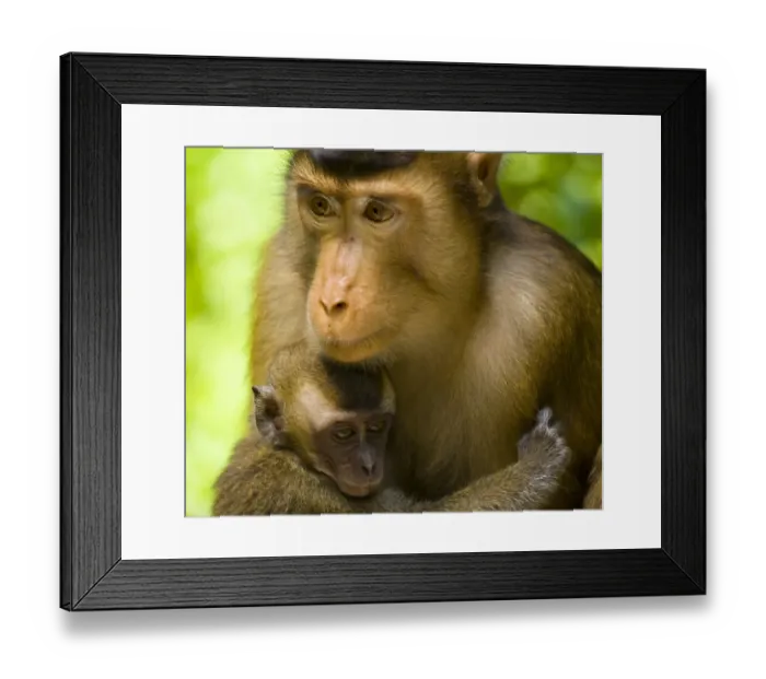 Framed Print : Sabah Malaysia, Borneo, Pig Tailed Macaque Framed Print : Sabah Malaysia, Borneo, Pig Tailed Macaque