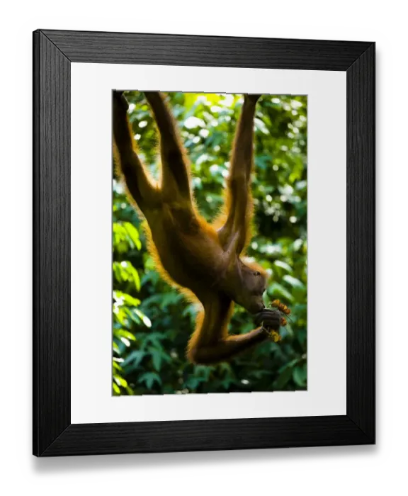 Framed Print : Sabah Malaysia, Borneo, Orang Utan Framed Print : Sabah Malaysia, Borneo, Orang Utan