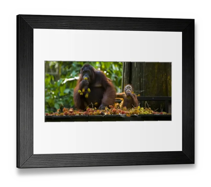 Framed Print : Sabah Malaysia, Borneo, Orang Utan Framed Print : Sabah Malaysia, Borneo, Orang Utan
