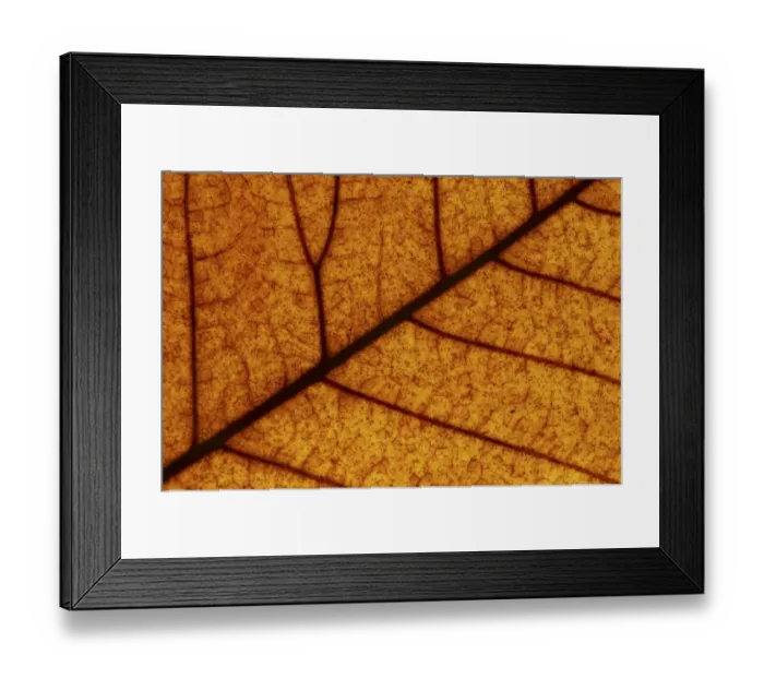 Framed Print : Autumn Leaves Framed Print : Autumn Leaves