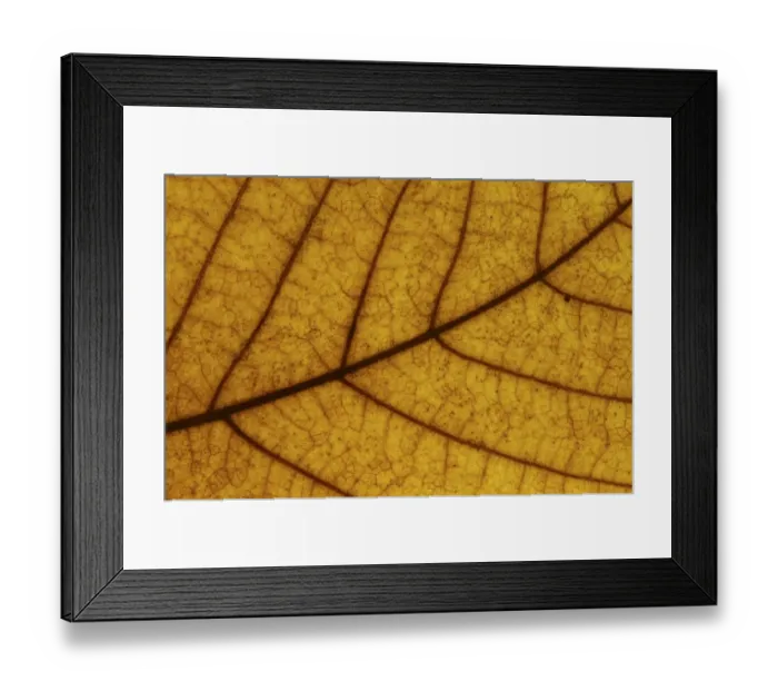 Framed Print : Autumn Leaves
