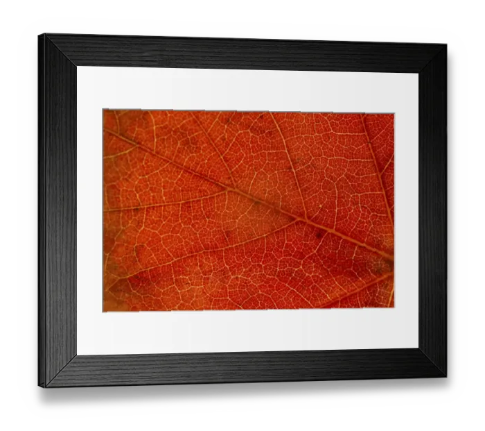 Framed Print : Autumn Leaves