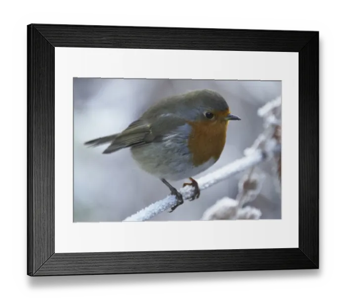 Framed Print : England, Northumberland, Rothbury