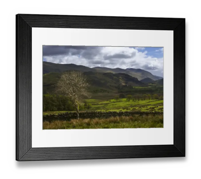 Framed Print : ENGLAND Cumbria Lake District National Park A lonely tree on the farmed plains of Castlerigg Fell