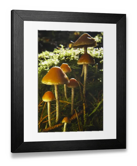Framed Print : England, Northumberland, Northumberland National Park Framed Print : England, Northumberland, Northumberland National Park