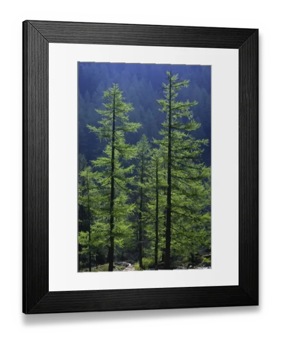 Framed Print : ITALY, Valle d Aosta, Gran Paradiso National Park