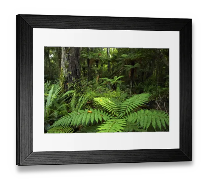 Framed Print : New Zealand, Southland, The Catlins Framed Print : New Zealand, Southland, The Catlins