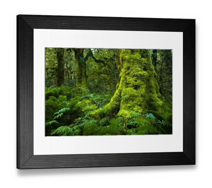 Framed Print : New Zealand, Southland, Fiordland National Park