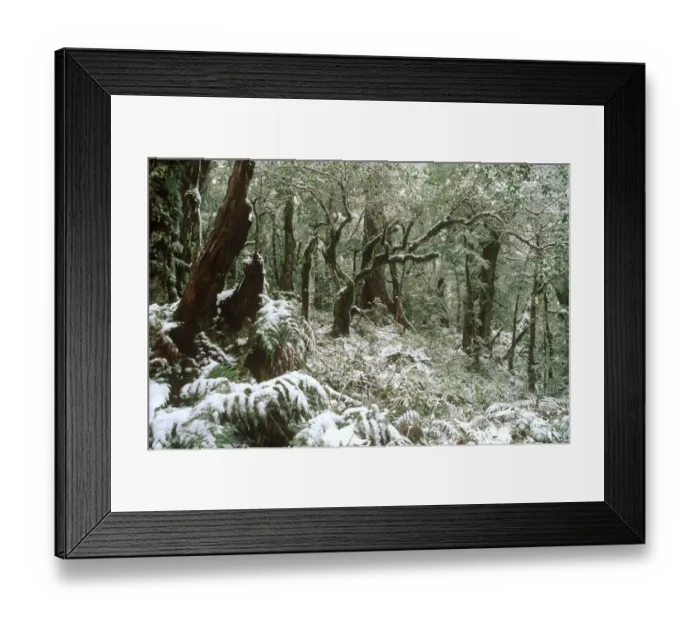 Framed Print : NEW ZEALAND, East Coast, Te Urewera National Park