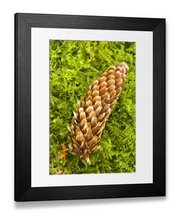 Framed Print : Scotland, Scottish Borders, Cardrona Forest Framed Print : Scotland, Scottish Borders, Cardrona Forest