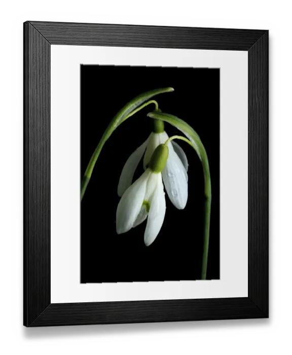 Framed Print : England, Northumberland, Snowdrop Flower