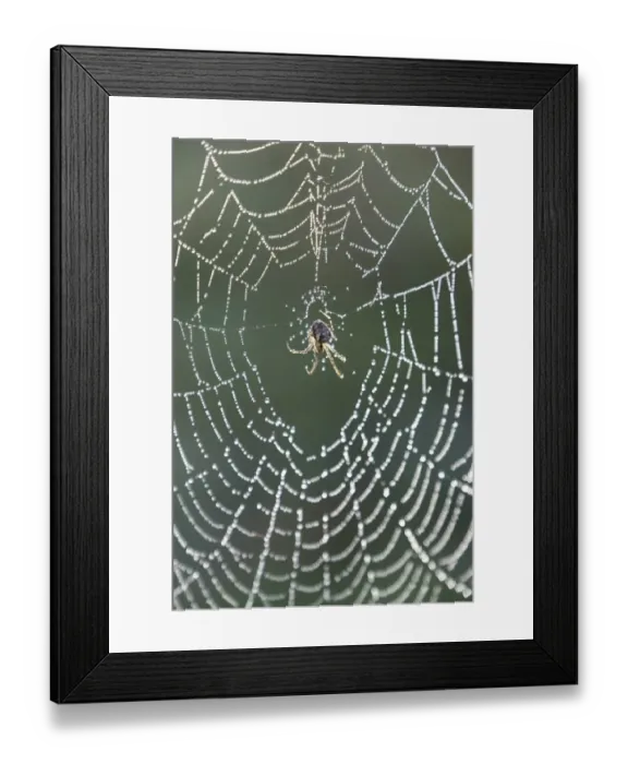 Framed Print : England, Northumberland, Bellingham