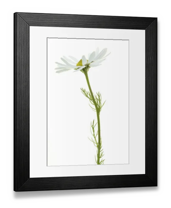Framed Print : England, Northumberland, Ox-eye daisy