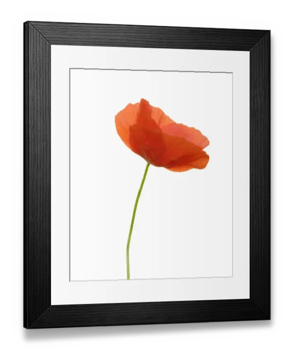 Framed Print : England, Northumberland, Red Field Poppy