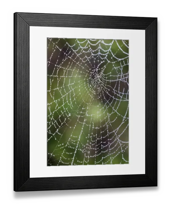 Framed Print : England, Northumberland, Spiders Web