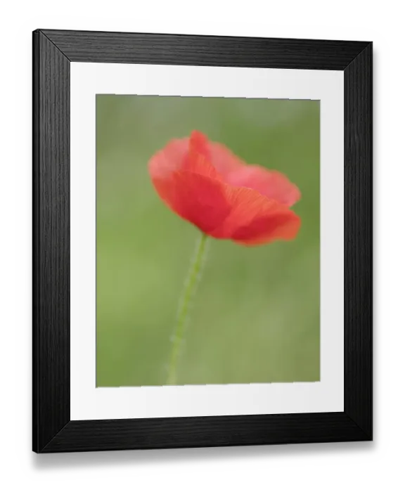 Framed Print : England, Northumberland, Red Field Poppy Framed Print : England, Northumberland, Red Field Poppy