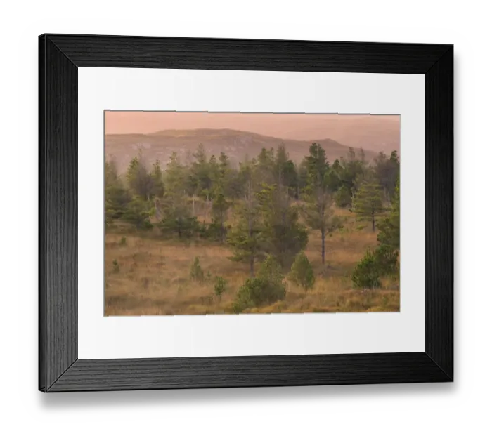 Framed Print : Scotland, The Isle of Lewis, Aline Community Woodland