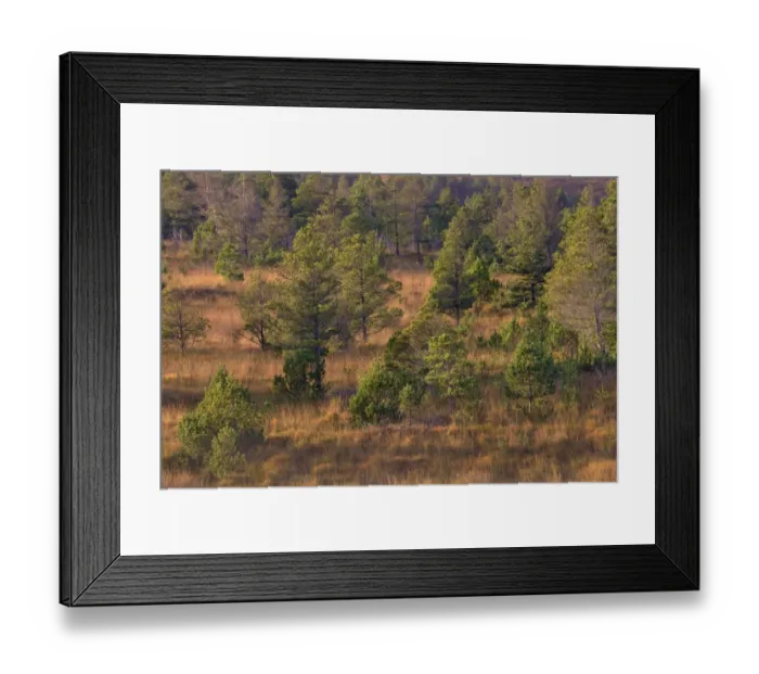 Framed Print : Scotland, The Isle of Lewis, Aline Community Woodland