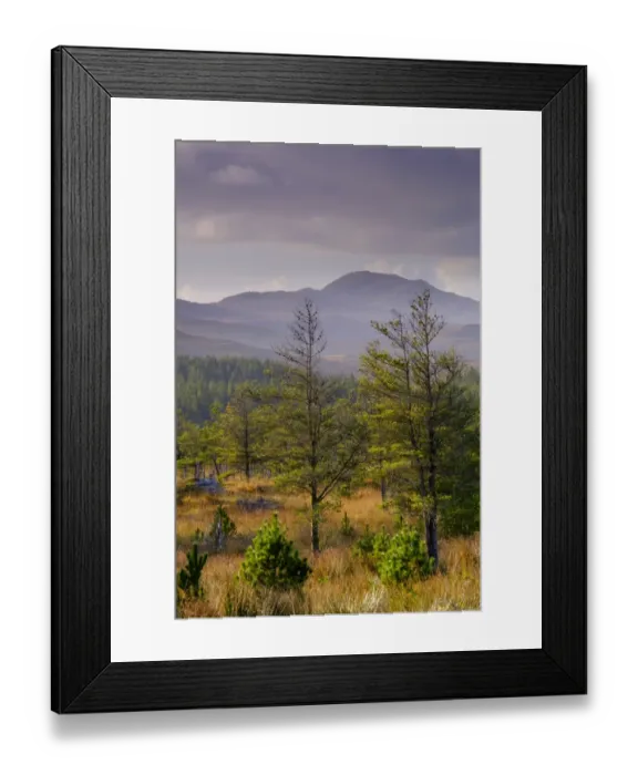 Framed Print : Scotland, The Isle of Lewis, Aline Community Woodland