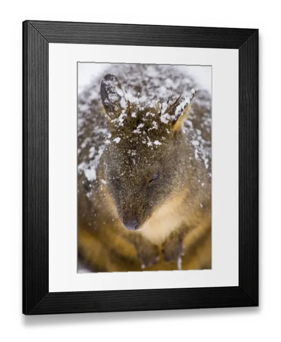 Framed Print : Australia, Tasmania, Cradle Mt - Lake St Clair National Park. Tasmanian Pademelon