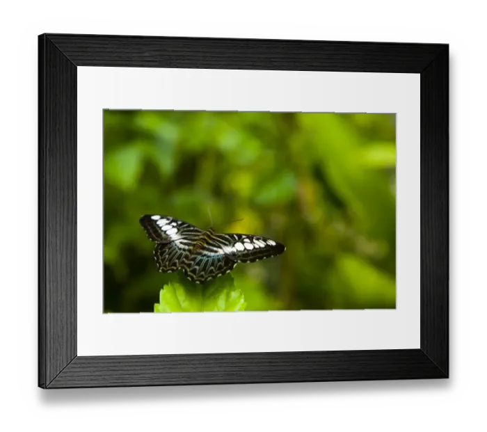 Framed Print : Sabah Malaysia, Borneo, Kinabalu National Park. Resting butterfly in the Poring Hot Springs butterfly Framed Print : Sabah Malaysia, Borneo, Kinabalu National Park. Resting butterfly in the Poring Hot Springs butterfly
