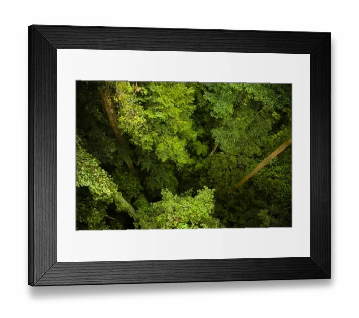 Framed Print : Sabah Malaysia, Borneo, Kinabalu National Park. View from the canopy walkway at the Poring Hot Springs, looking down to Framed Print : Sabah Malaysia, Borneo, Kinabalu National Park. View from the canopy walkway at the Poring Hot Springs, looking down to