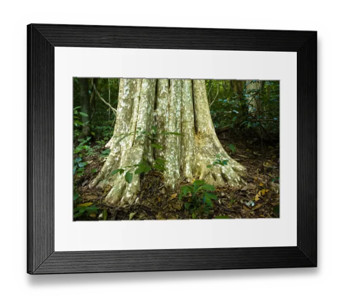 Framed Print : Laos, Ban Na Hin. Typical native trees and vegetation in woodland in the jungle near Ban Na Hin in Laos Framed Print : Laos, Ban Na Hin. Typical native trees and vegetation in woodland in the jungle near Ban Na Hin in Laos