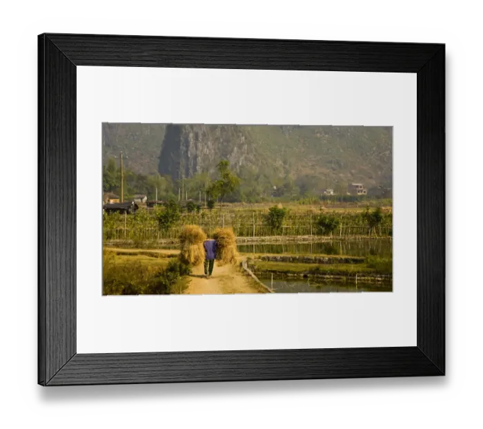 Framed Print : China, Guangxi Zhuang Autonomous Region, Yangshuo County. Farm worker carries two stacks of hay on a stick across his shoulders, along a path through farmland dominated by Framed Print : China, Guangxi Zhuang Autonomous Region, Yangshuo County. Farm worker carries two stacks of hay on a stick across his shoulders, along a path through farmland dominated by