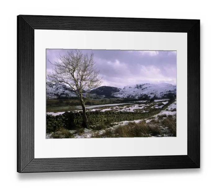 Framed Print : ENGLAND, Cumbria, Lake District National Park. A lonely tree on the farmed plains of Castlerigg Fell shortly after a Framed Print : ENGLAND, Cumbria, Lake District National Park. A lonely tree on the farmed plains of Castlerigg Fell shortly after a