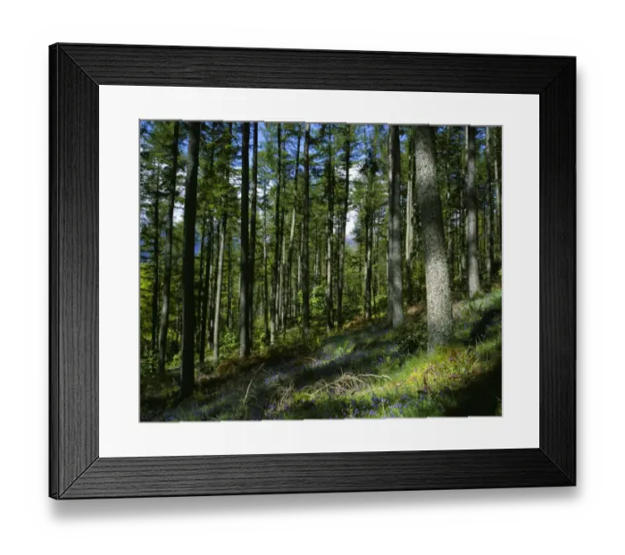 Framed Print : England, Cumbria, Lake District National Park. A blanket of wild bluebells within Great Wood in Borrowdale Framed Print : England, Cumbria, Lake District National Park. A blanket of wild bluebells within Great Wood in Borrowdale