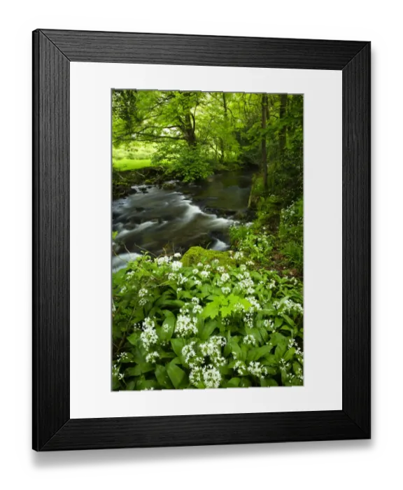 Framed Print : England, Cumbria, Lake District National Park. Yewdale Beck running through woodland