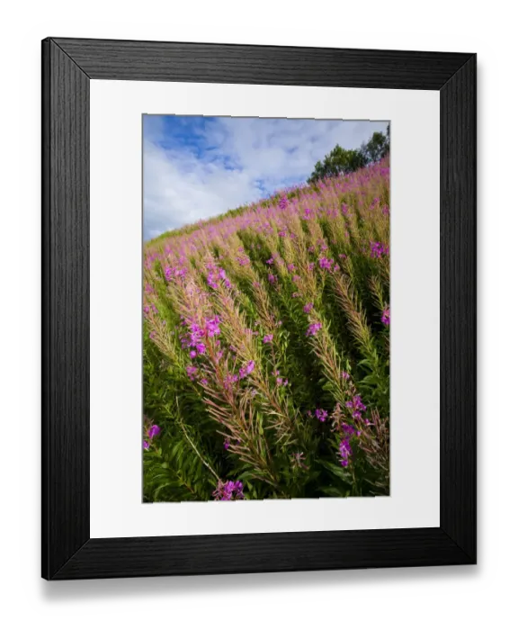 Framed Print : England, Cumbria, Gilsland. Pocket of Rosebay Willow Herb growing near the Hadrians Wall Path Framed Print : England, Cumbria, Gilsland. Pocket of Rosebay Willow Herb growing near the Hadrians Wall Path