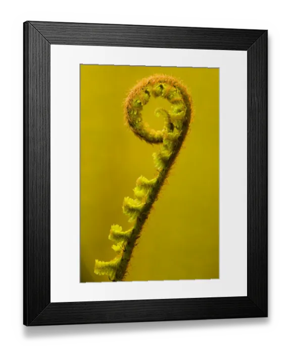 Framed Print : England, Cumbria, Lake District National Park. Developing Fern Leaf in Grizedale Forest