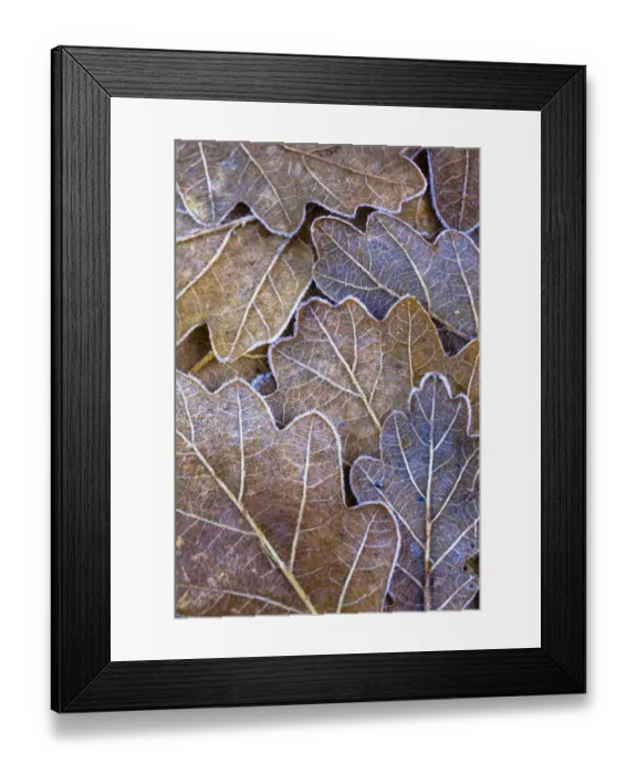 Framed Print : England, Northumberland, Plessey Woods Country Park. Detail of frost coated Oak leaves on the forest floor of the Plessey Woods