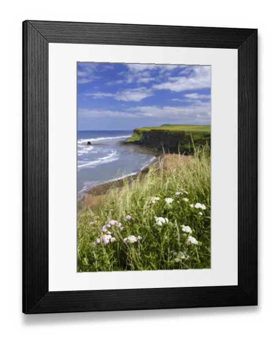Framed Print : ENGLAND, Yorkshire, North York Moors National Park. Wild flowers above the sweeping bay of Saltwick Bay Framed Print : ENGLAND, Yorkshire, North York Moors National Park. Wild flowers above the sweeping bay of Saltwick Bay