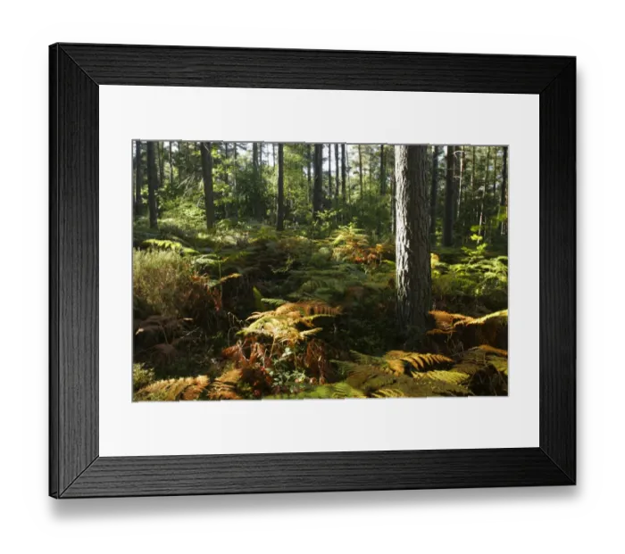 Framed Print : ENGLAND, Worcestershire, Wyre Forest. A typical example of woodland within this Forestry Commission area Framed Print : ENGLAND, Worcestershire, Wyre Forest. A typical example of woodland within this Forestry Commission area