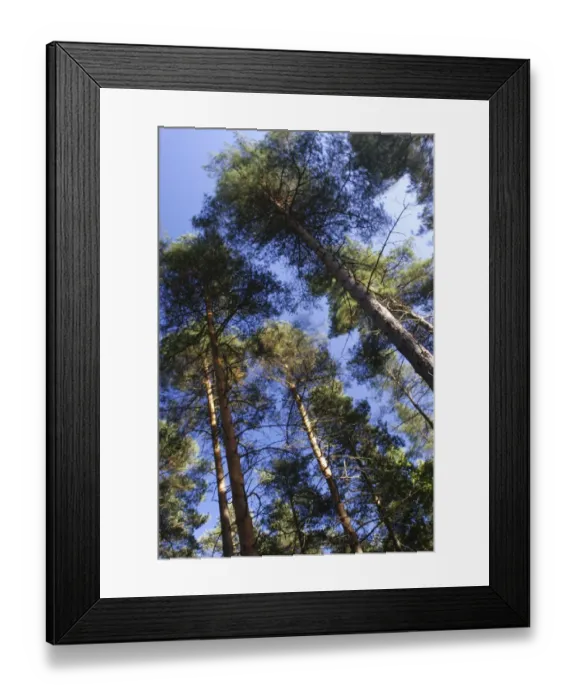 Framed Print : ENGLAND Worcestershire Wyre Forest A typical example of woodland within this Forestry Commission area