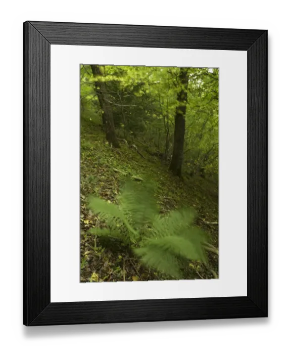 Framed Print : England, Shropshire, Wenlock Edge. A native fern growing in woodland in this National Trust area near Much Wenlock Framed Print : England, Shropshire, Wenlock Edge. A native fern growing in woodland in this National Trust area near Much Wenlock
