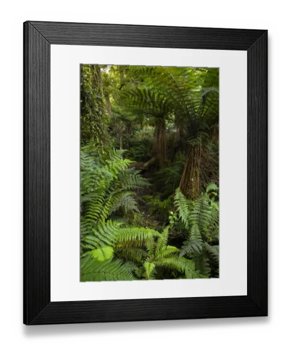 Framed Print : New Zealand, Southland, The Catlins. Dense native bush on a tramping trail through the Catlins Forest Park near the town Framed Print : New Zealand, Southland, The Catlins. Dense native bush on a tramping trail through the Catlins Forest Park near the town