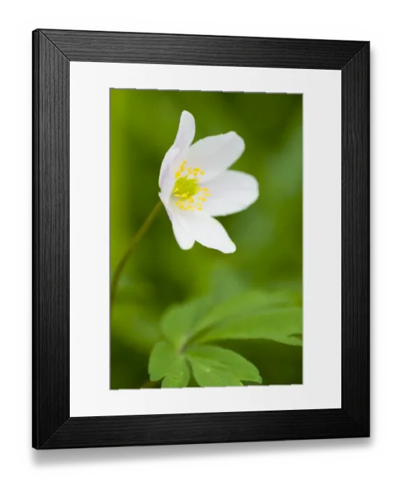 Framed Print : England, Northumberland, Haydon Bridge. Wood Anemone growing in a Northumberland Wildlife Trust Reserve known as