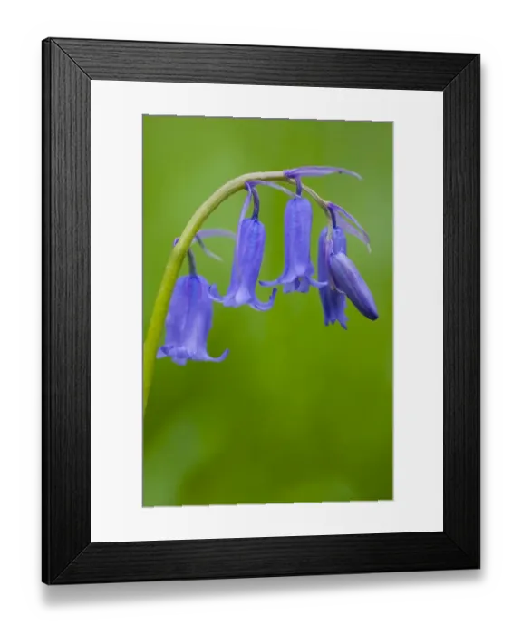 Framed Print : England, Northumberland, Haydon Bridge. Bluebells growing in a Northumberland Wildlife Trust Reserve known as Framed Print : England, Northumberland, Haydon Bridge. Bluebells growing in a Northumberland Wildlife Trust Reserve known as