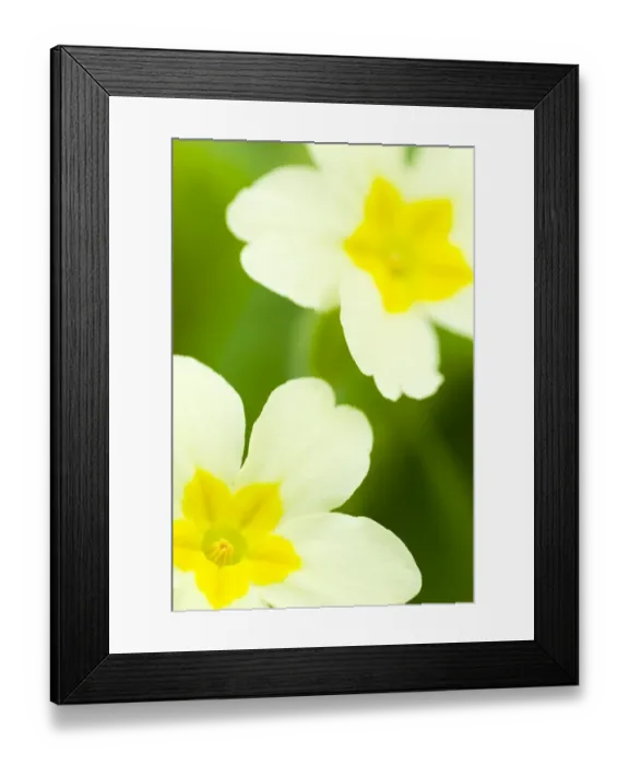 Framed Print : England, Northumberland, Haydon Bridge. Primrose growing in a Northumberland Wildlife Trust Reserve known as
