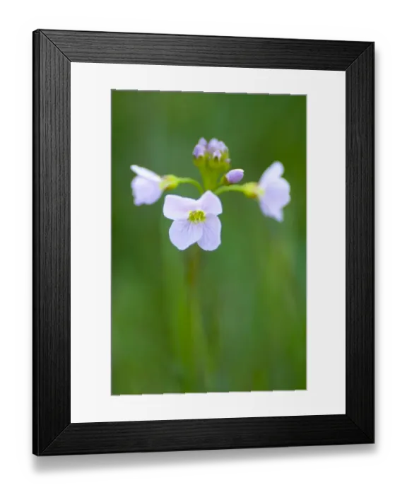 Framed Print : England, Northumberland, Slaley. Cuckoo Flower Growing in a Northumberland Wildlife Trust Reserve known as