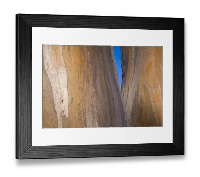 Framed Print : Australia, Tasmania, Cradle Mt - Lake St Clair National Park. Detail view of bark belonging to a Gumtree growing alongside