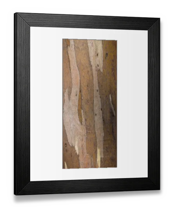 Framed Print : Australia, Tasmania, Cradle Mt - Lake St Clair National Park. Detail view of bark belonging to a Gumtree growing alongside