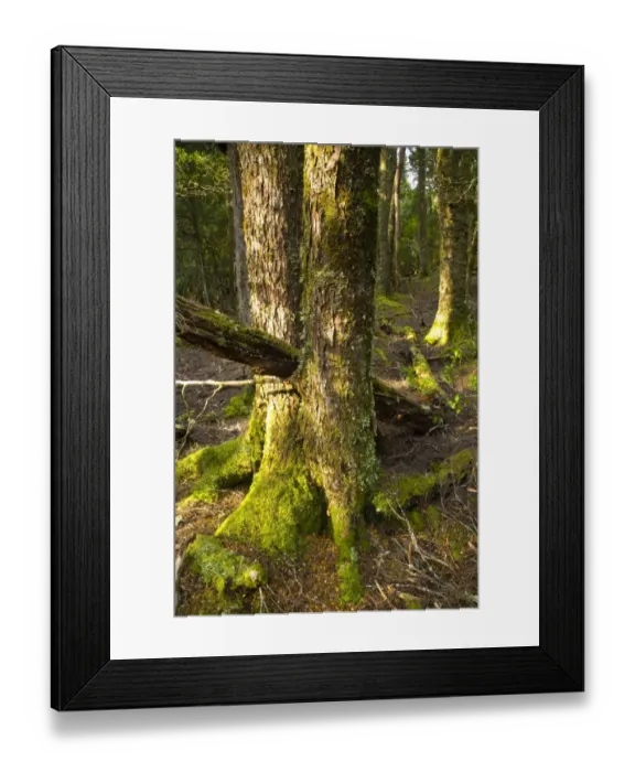 Framed Print : Australia, Tasmania, Cradle Mt - Lake St Clair National Park. Native bush