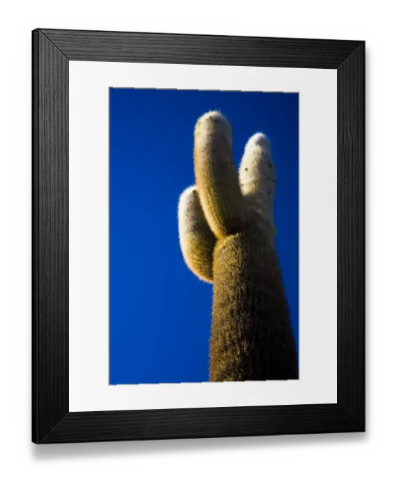 Framed Print : Bolivia, Southern Altiplano, Salar de Uyuni. Cacti growing on Isla de Pescado Framed Print : Bolivia, Southern Altiplano, Salar de Uyuni. Cacti growing on Isla de Pescado